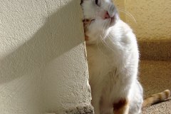 dsc04382